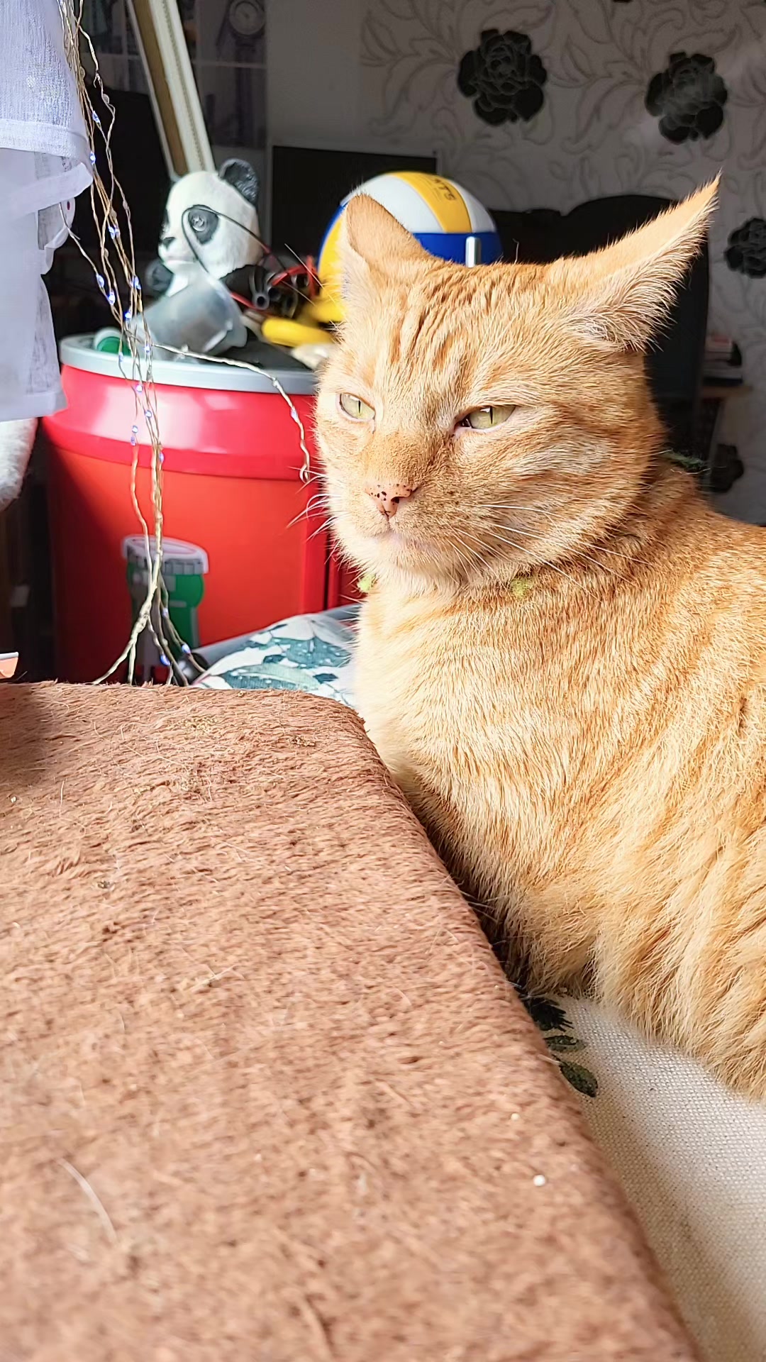 @😸 Alex 😸