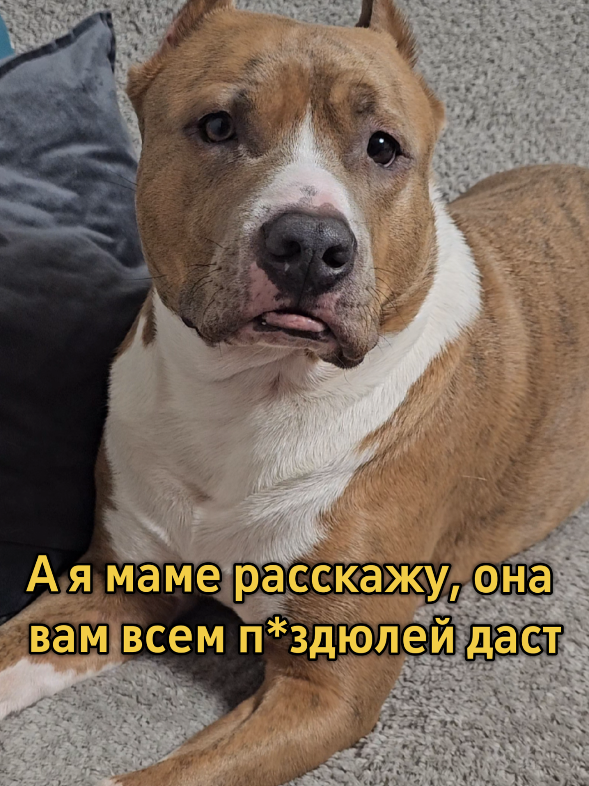 @Pitbul Fred