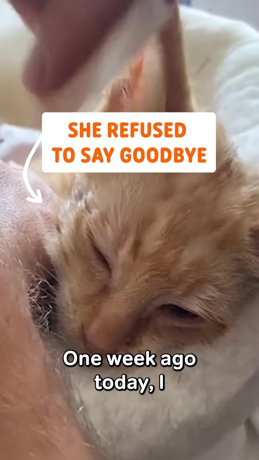 @Pawsome Pets