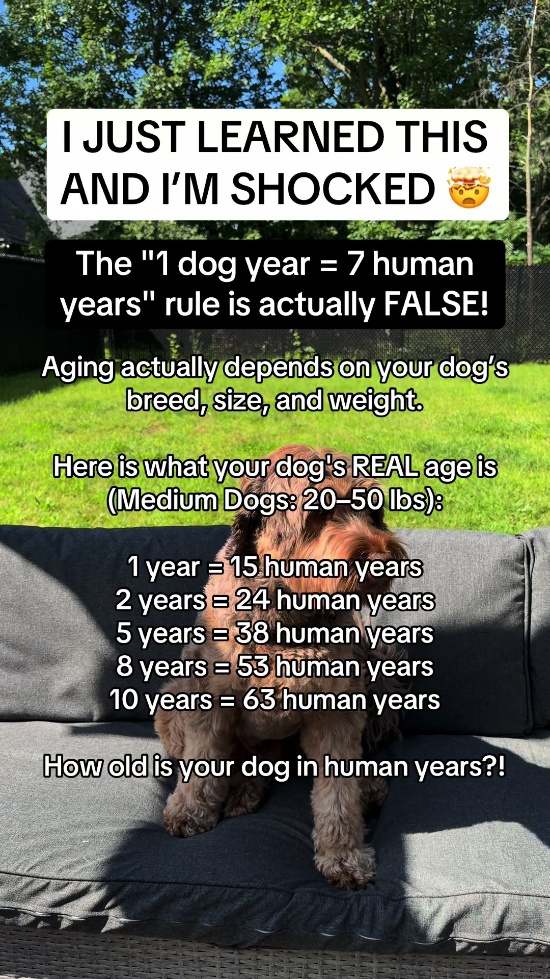 @Dogs Made Simple