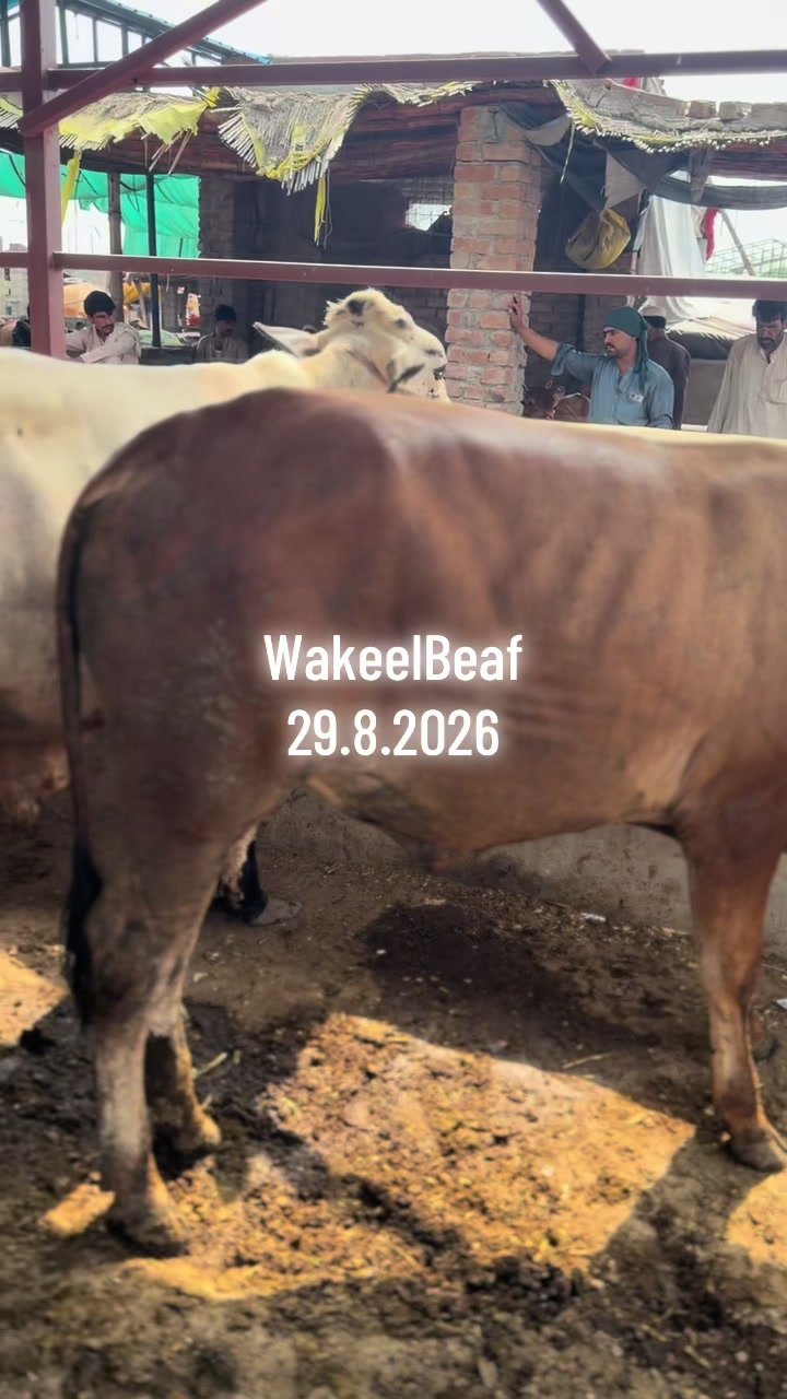 @wakeelbeaf