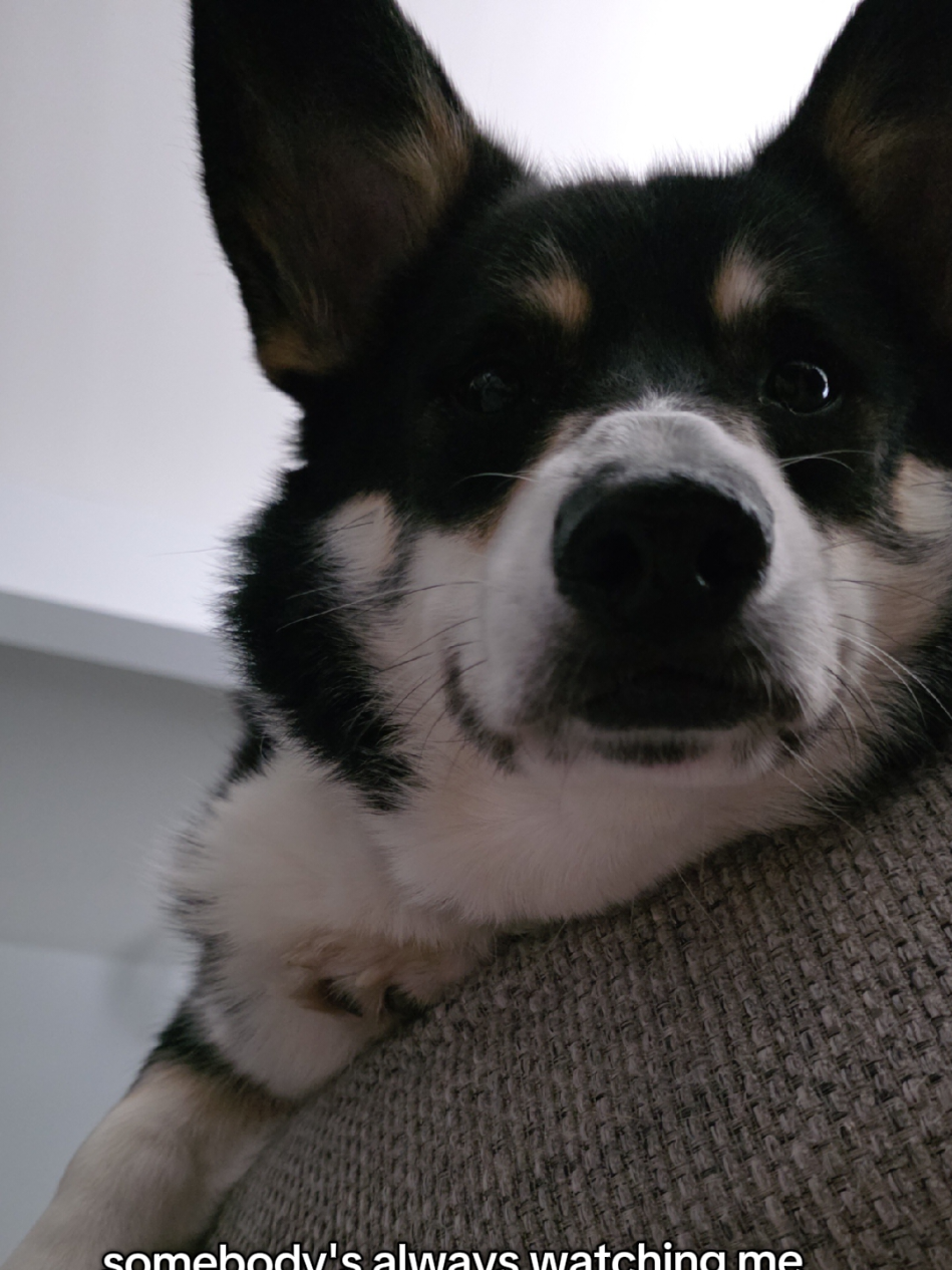 @Chelsea | Corgi Mom 🐾