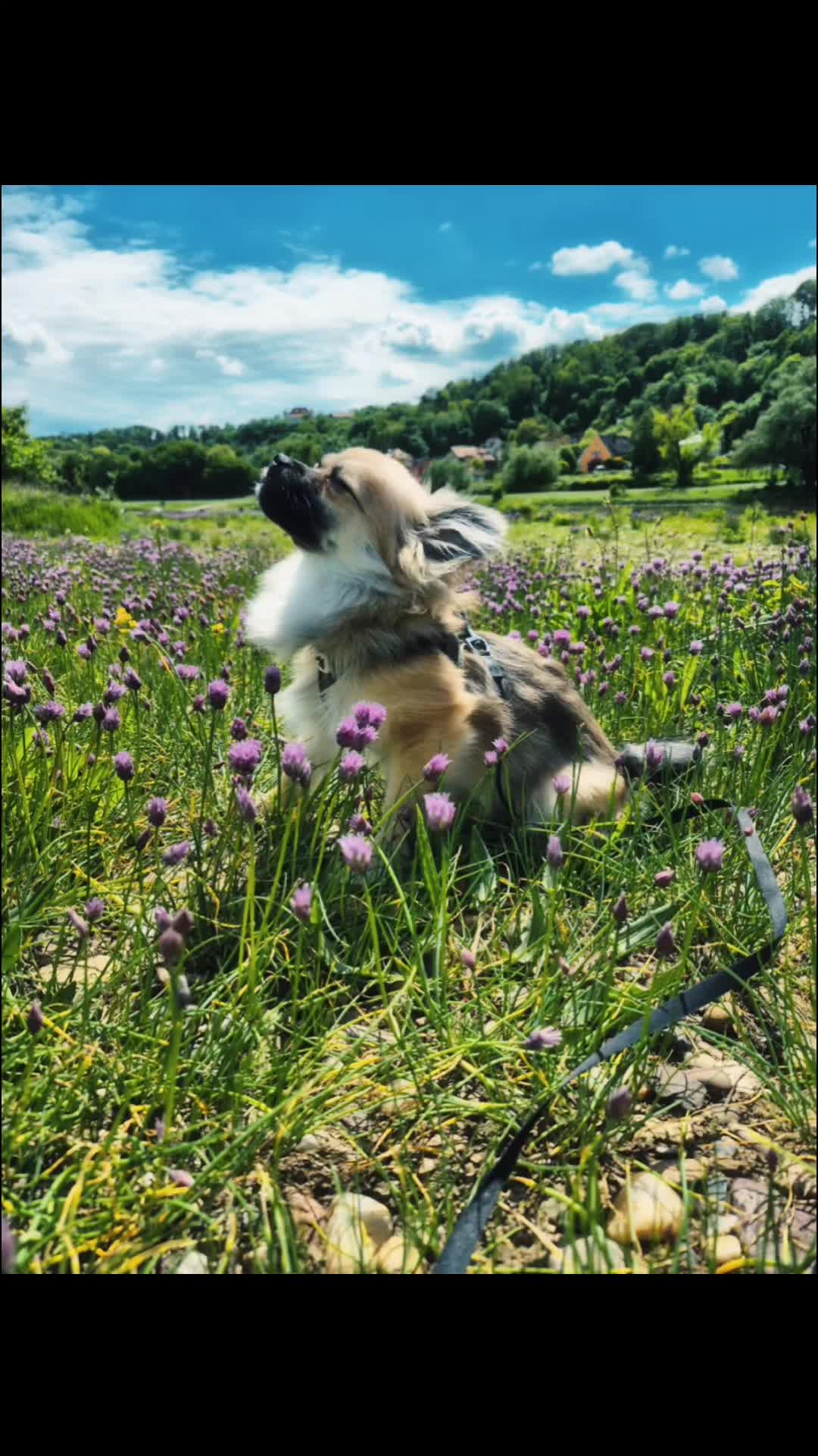 @antje&pupi