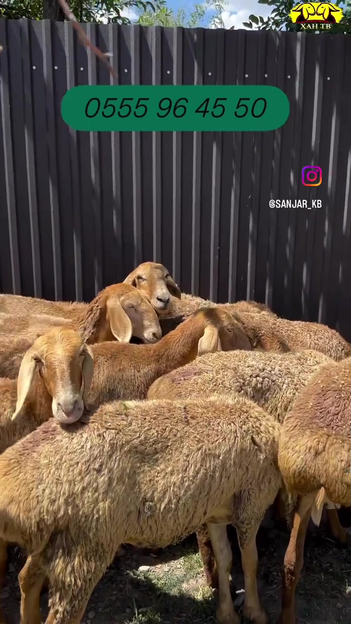 @malbazar_kb