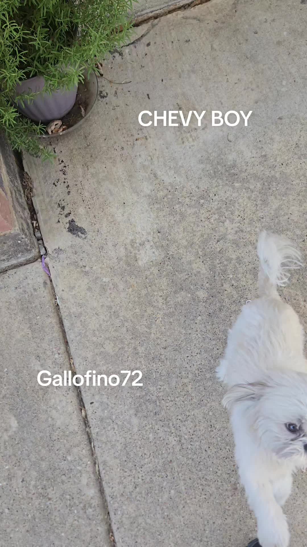 @ElGalloFino