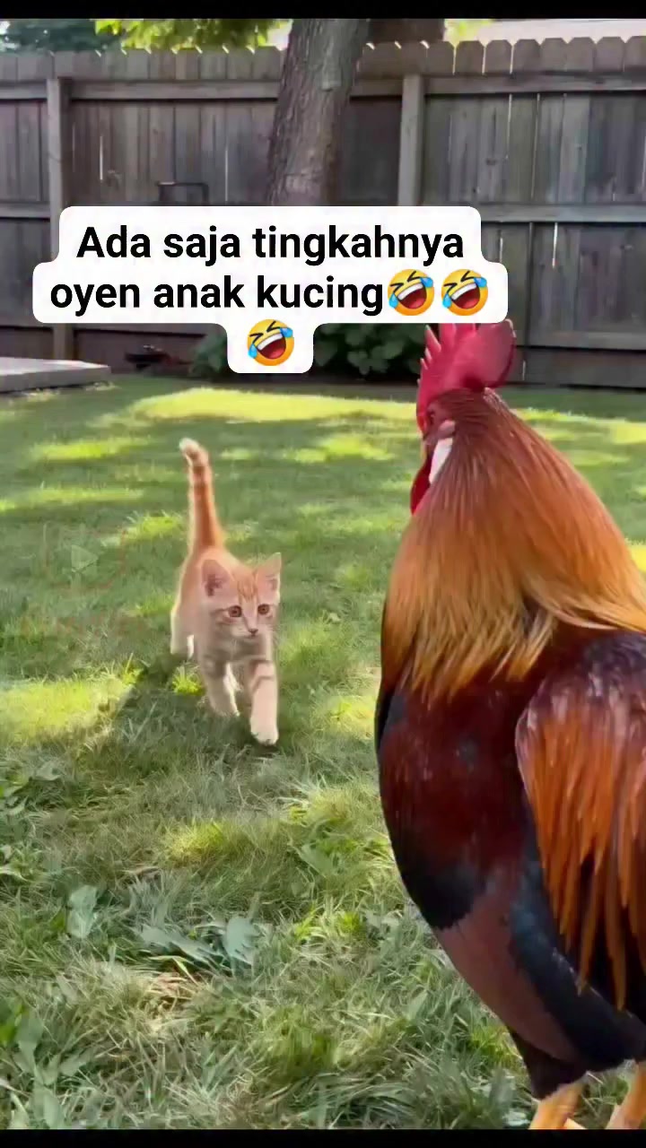 @dwikaputramahardika