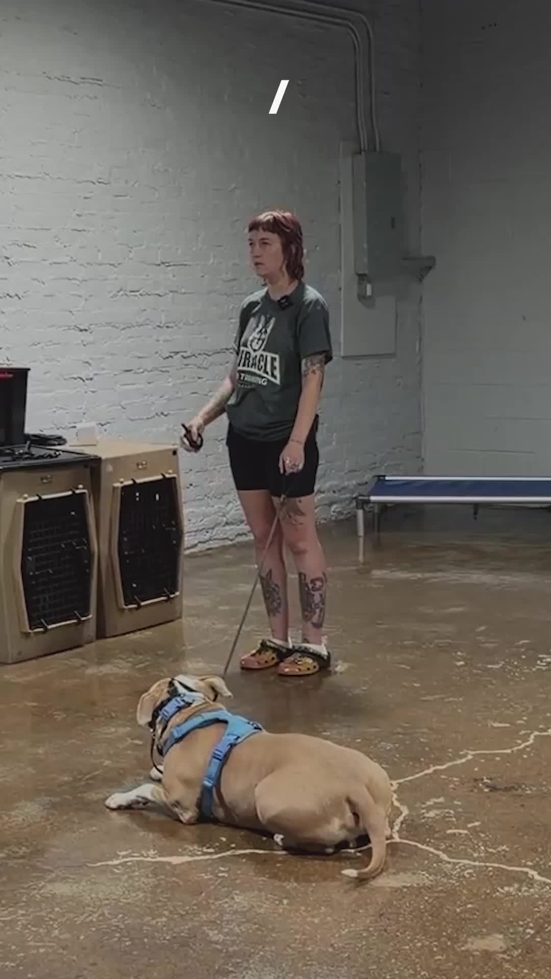 @Miracle K9 Training