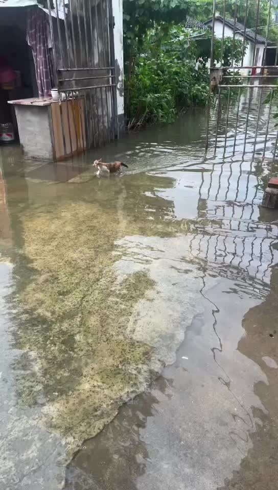 @Pets.VN