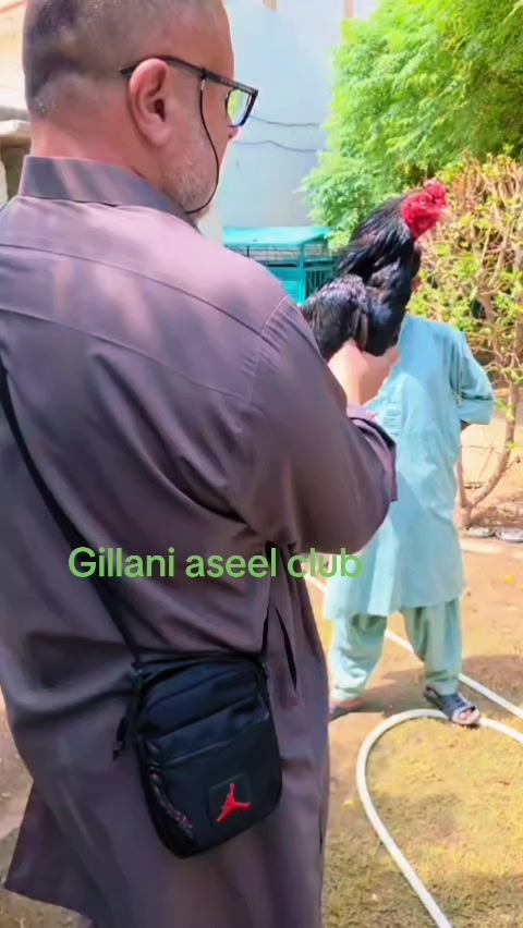 @Gillani Aseel Club
