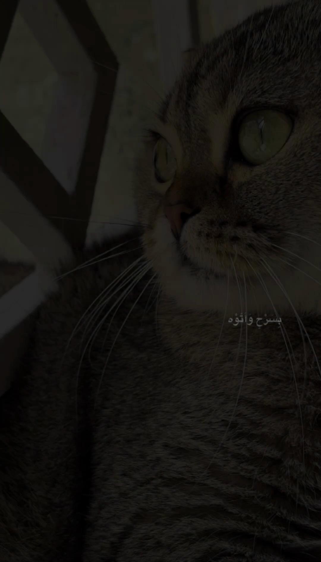 @🪐 🇸🇦شموخ