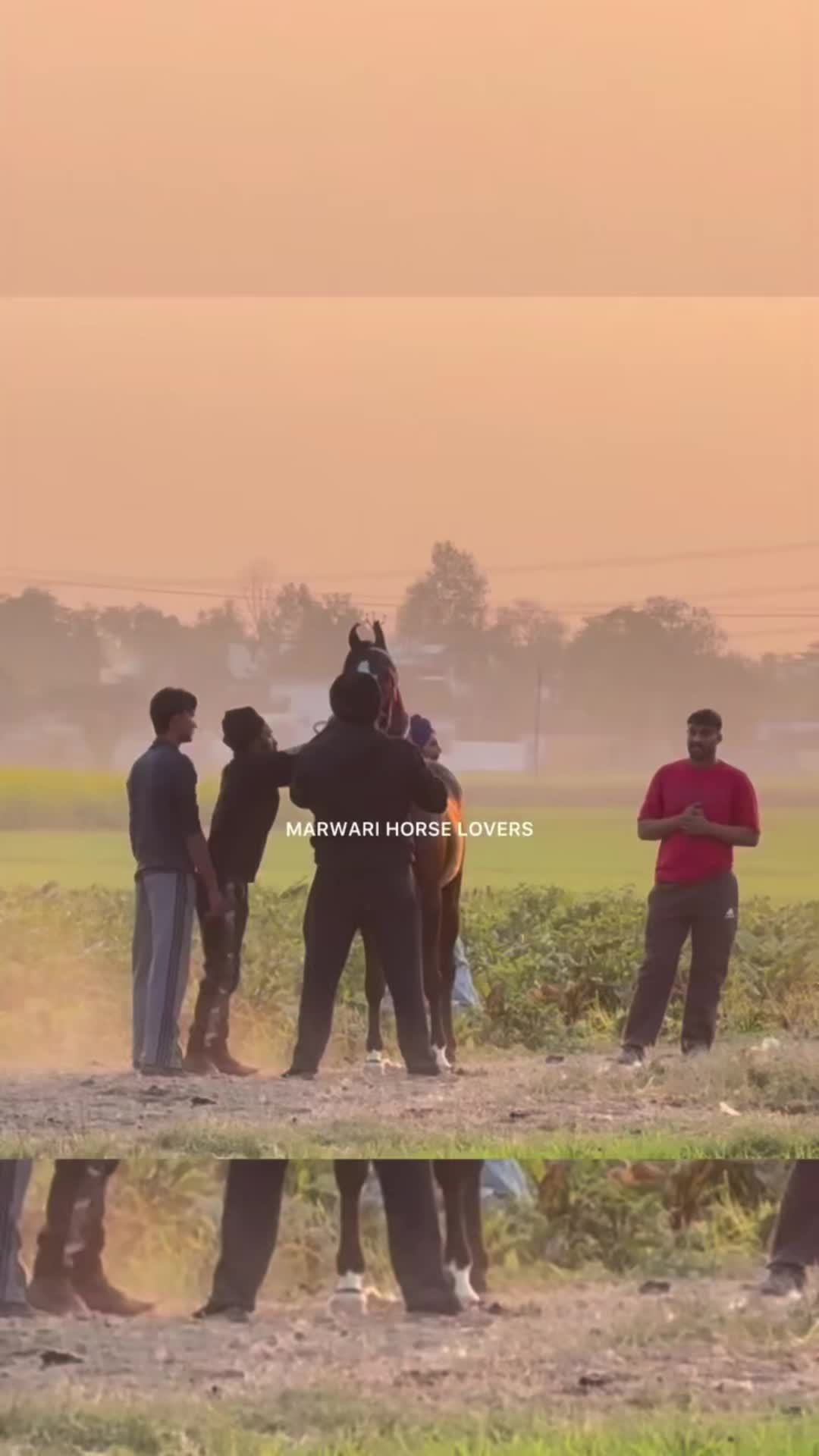 @🏇 MARWARI HORSE RACING 🏇