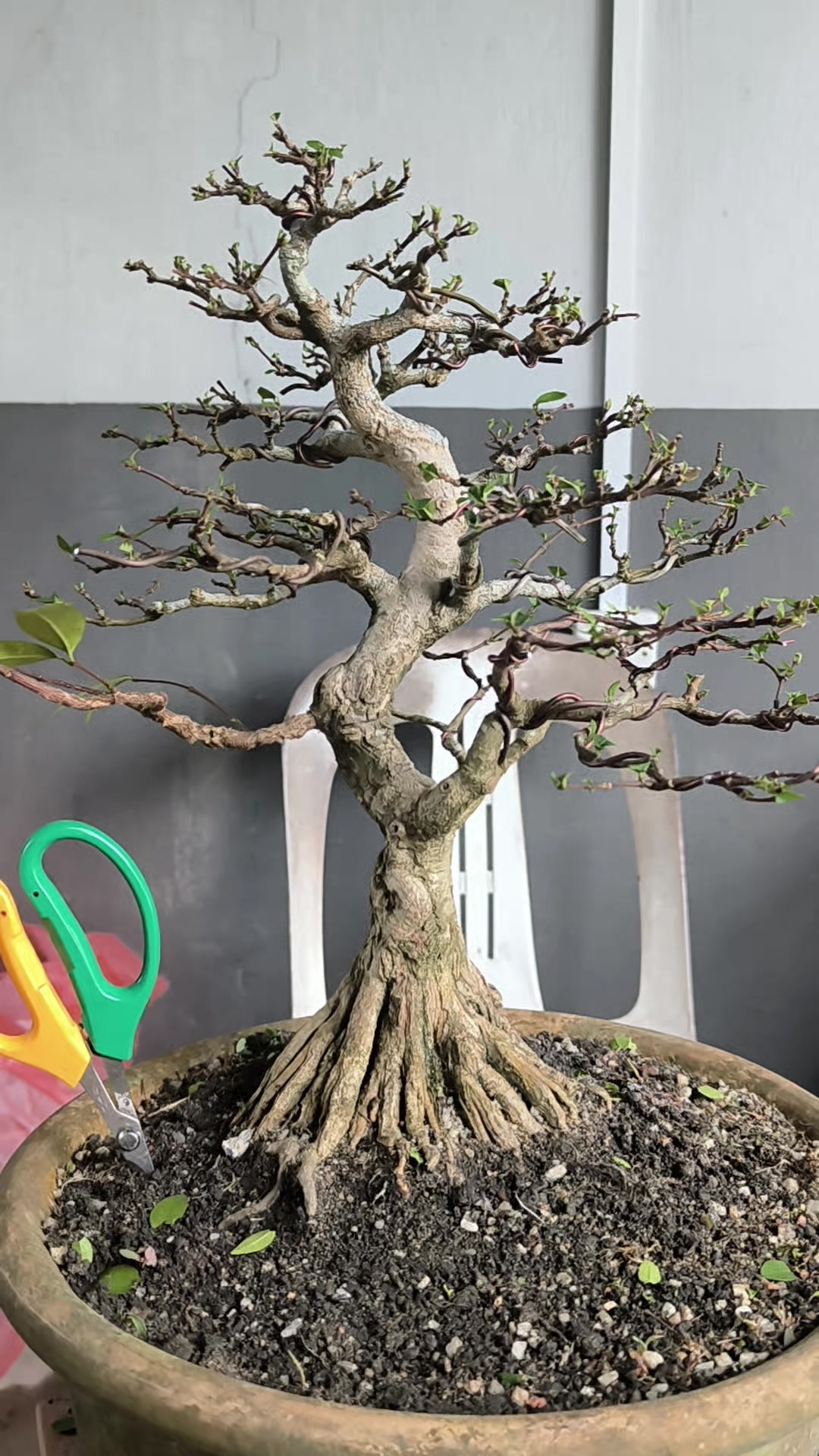 @ONE BONSAI JB