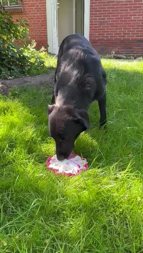 @Glücksritter für Tiere e.V.