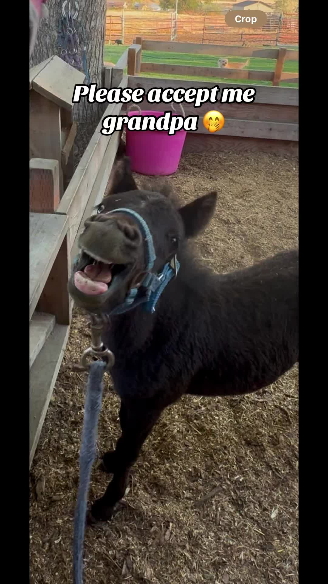 @Hot Sauce the Mini horse 🐎