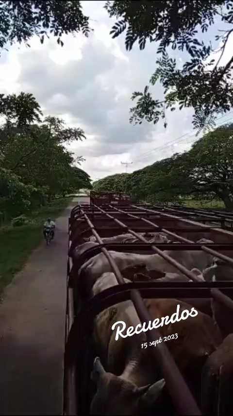 @🇻🇪julio Manuel 🚛