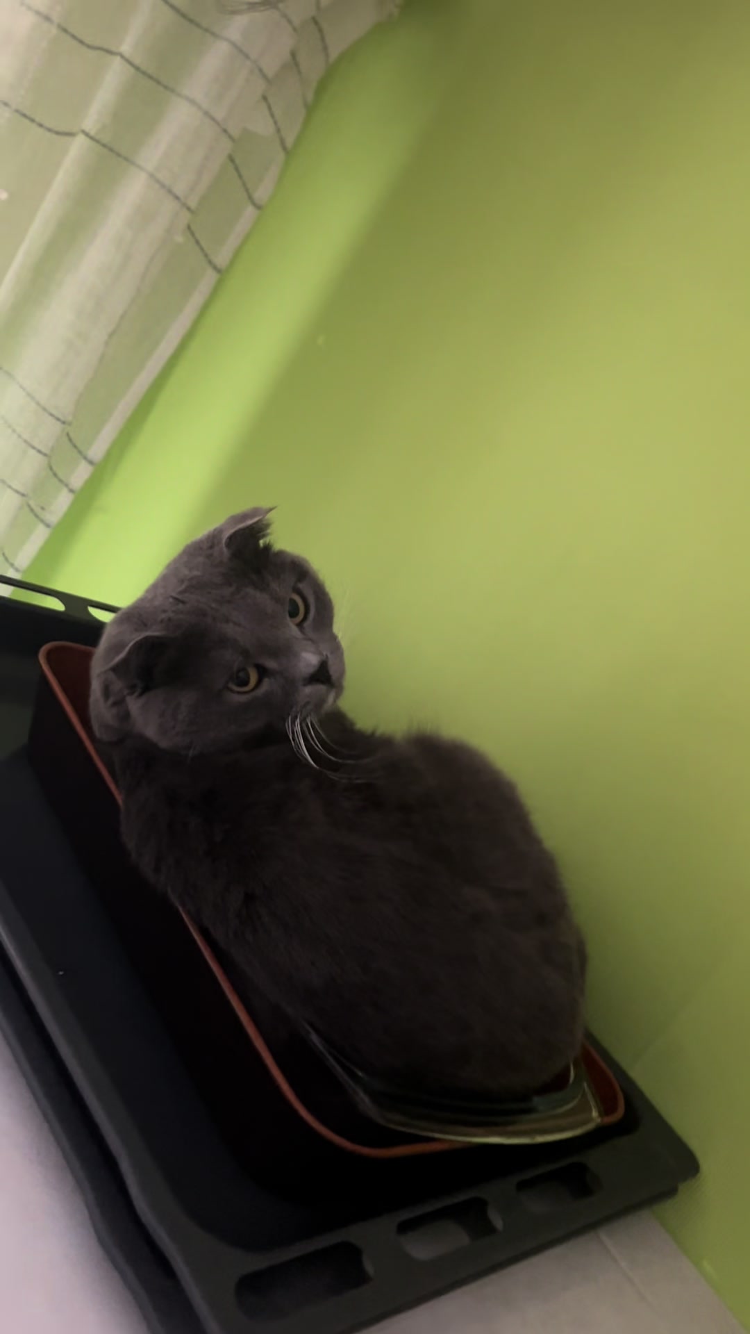 @Оля & Co🐈⬛🐈