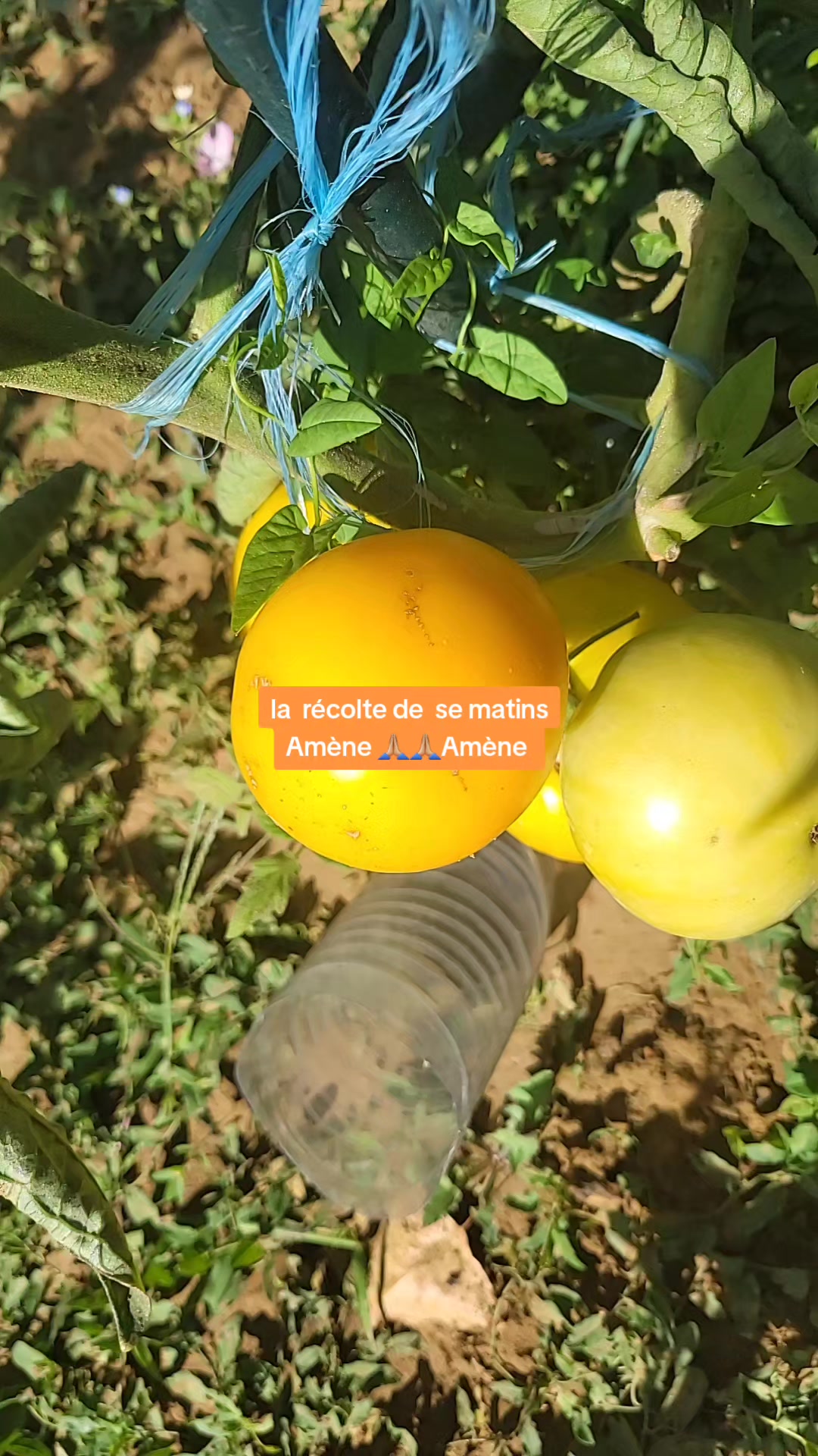 @Bertille la sage