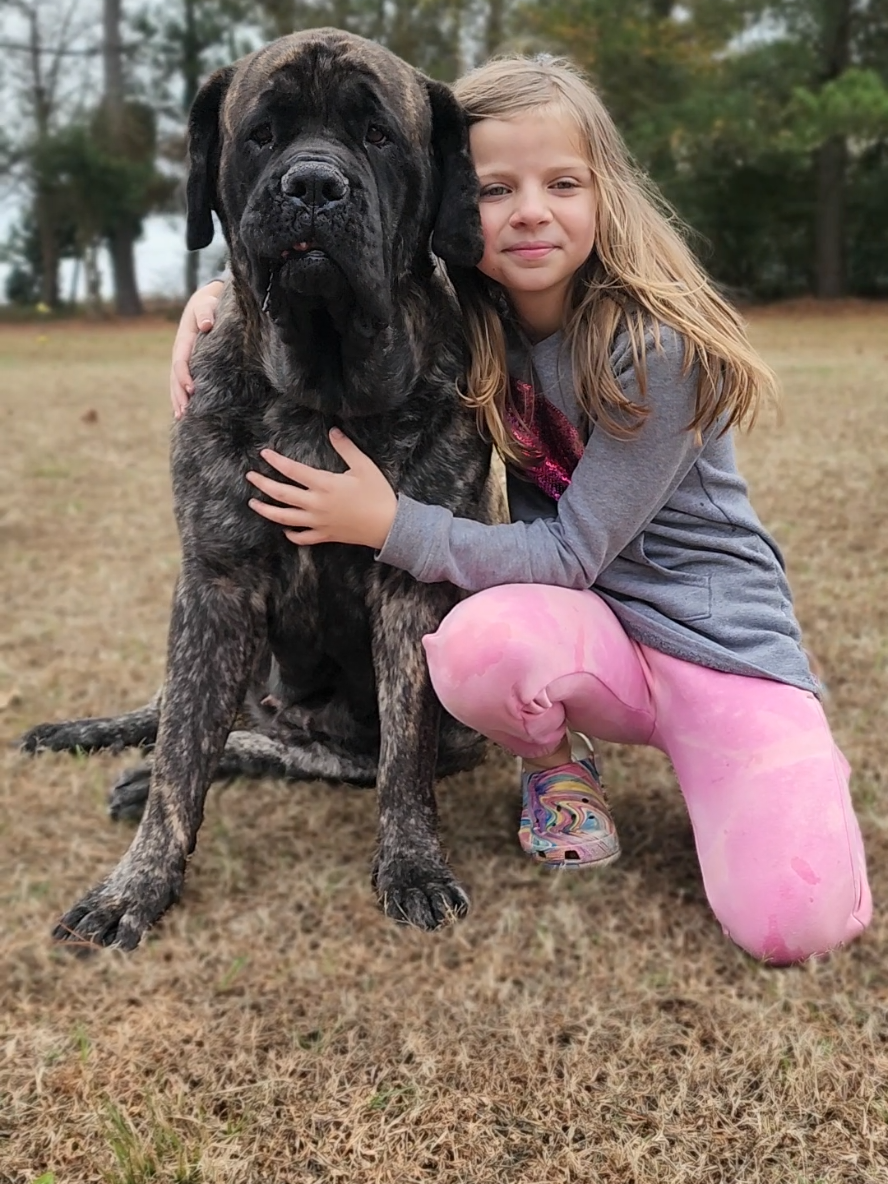 @Big Paw Mastiffs