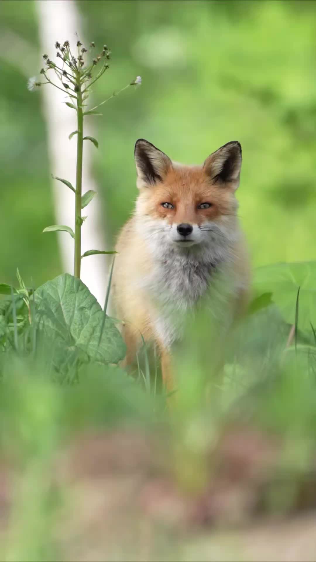 @Oldsilverfur