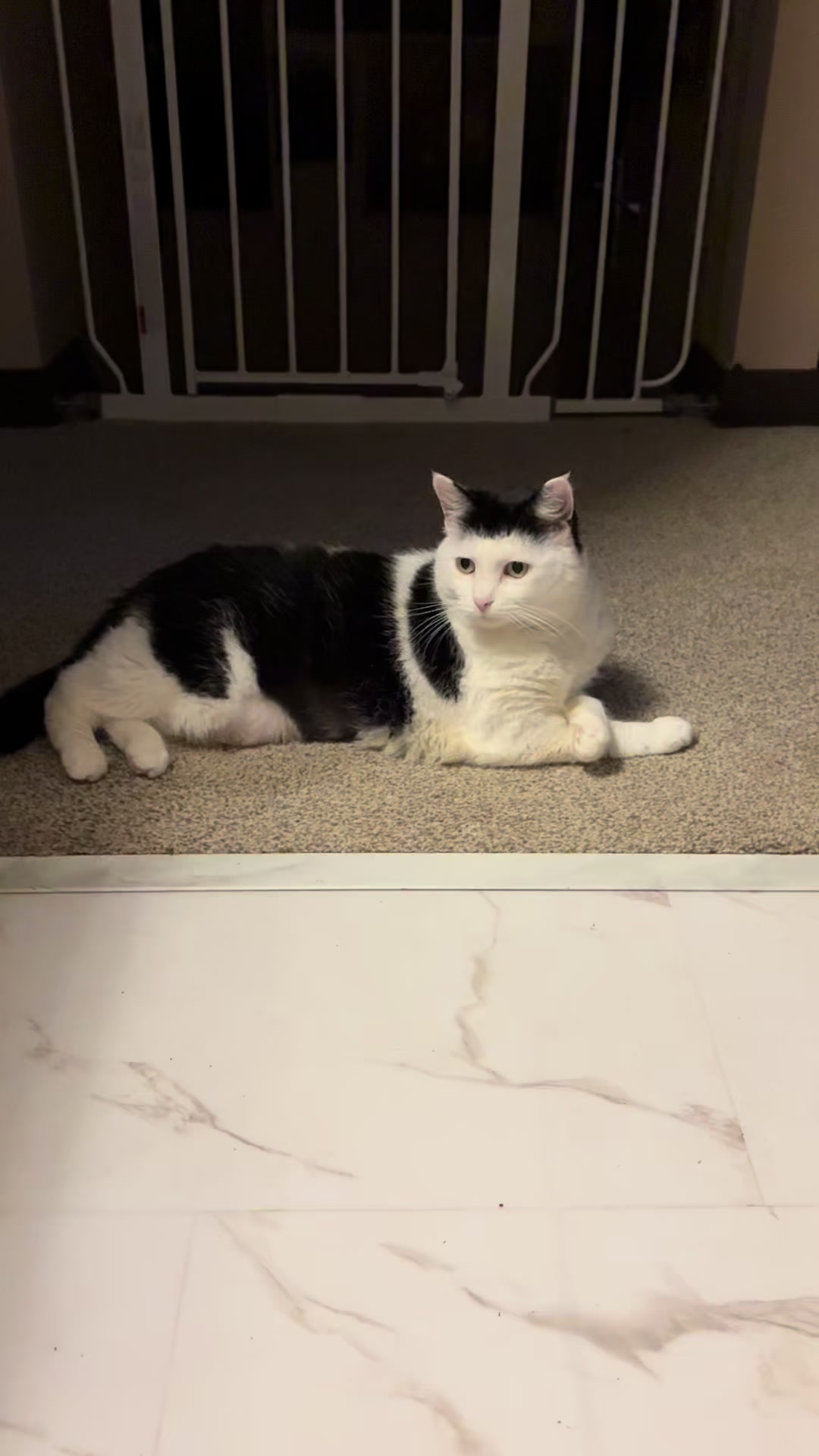 @poppytherescuecat_