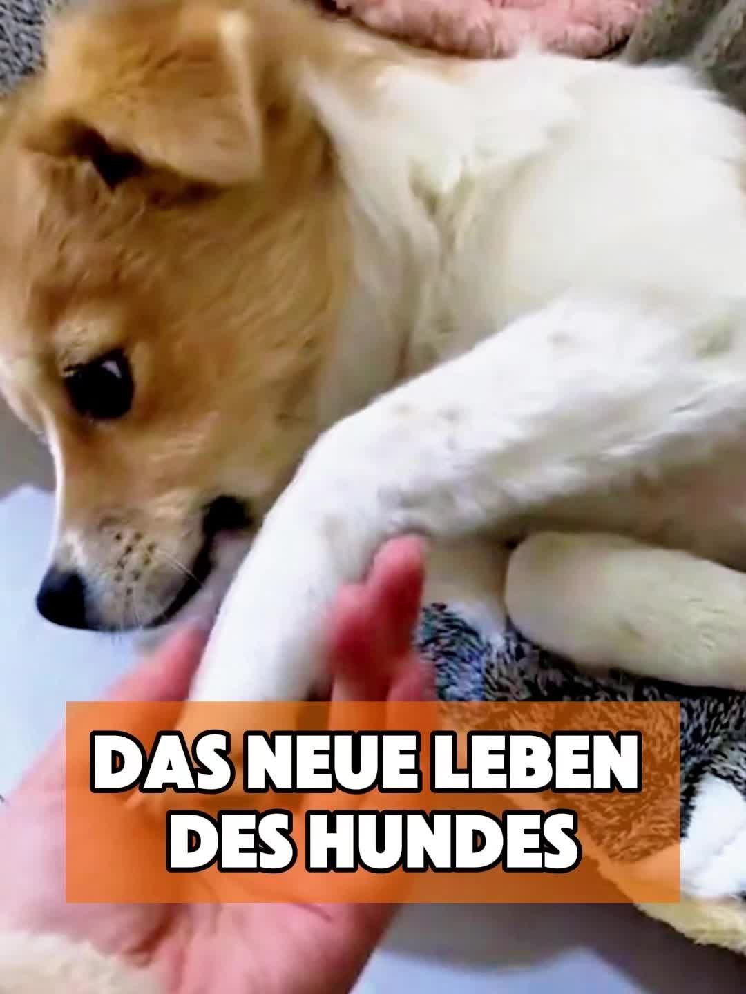 @toto_tier
