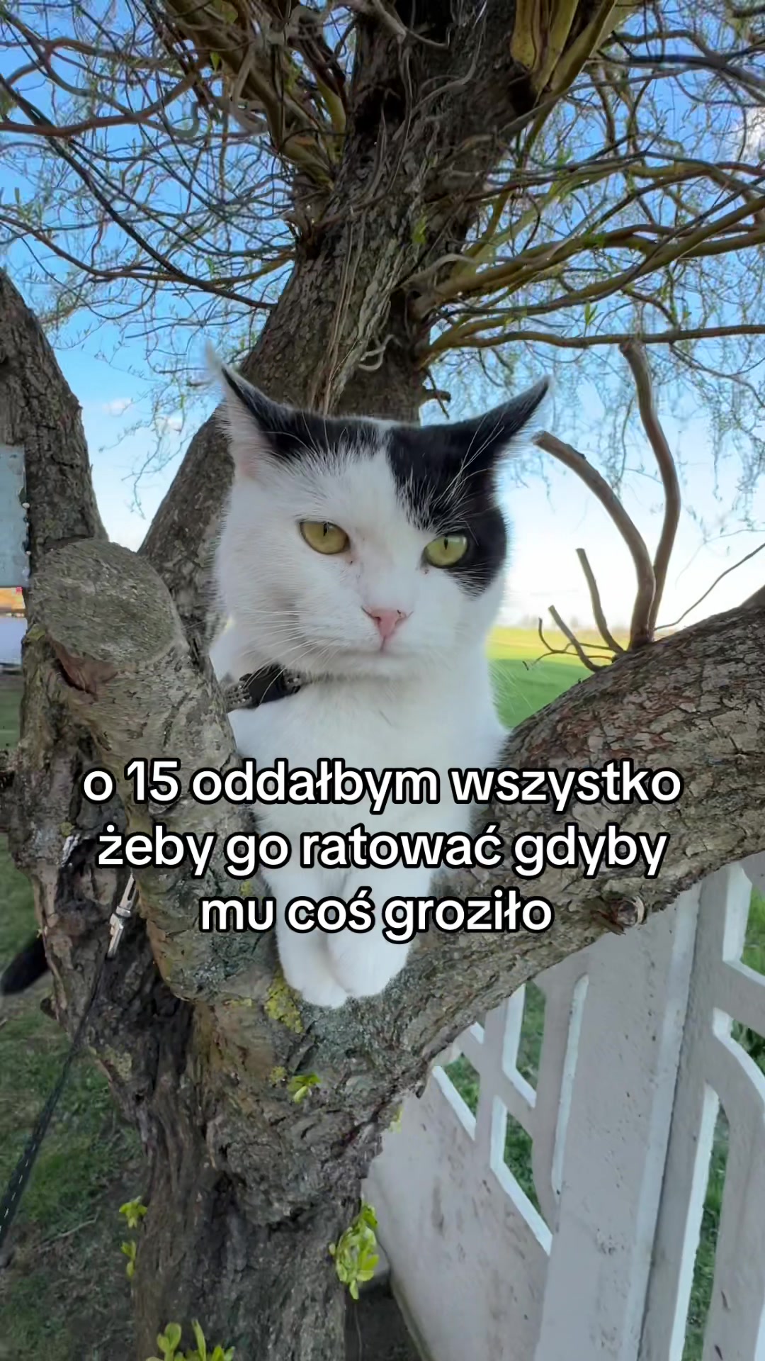 @buba