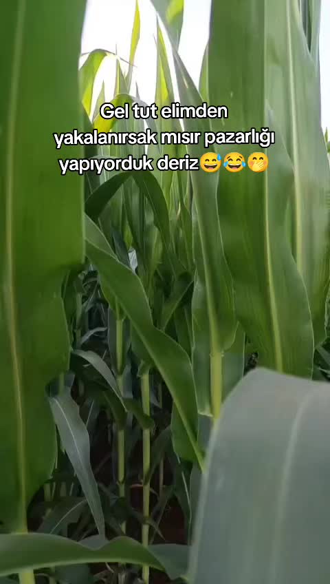 @sema.klnc