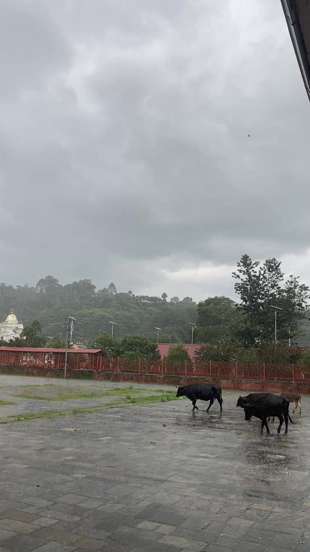 @Bimala khadka Pandey