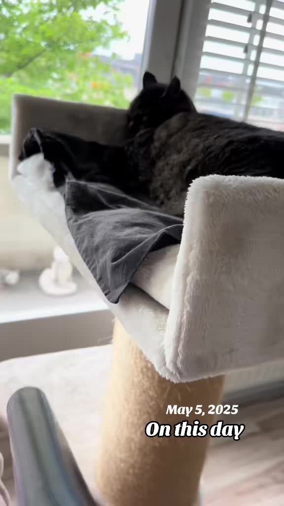 @Joep_the_ rescuecat
