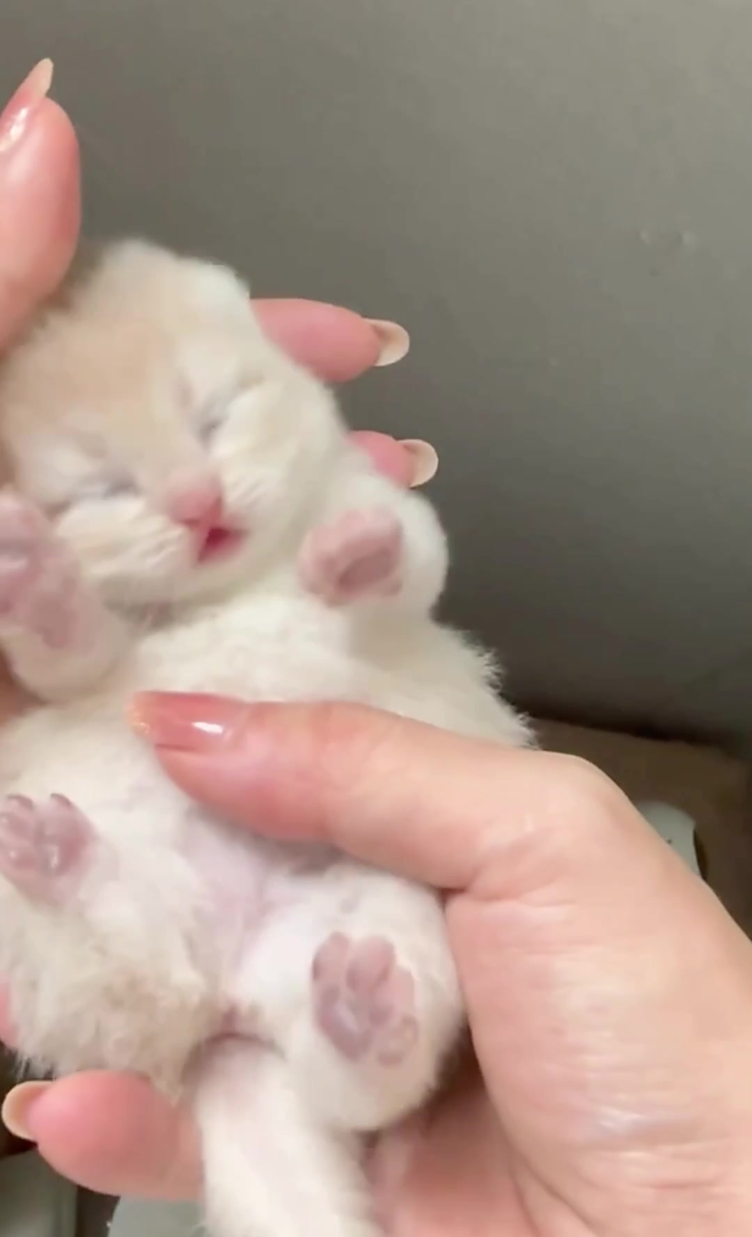 @catbosssss
