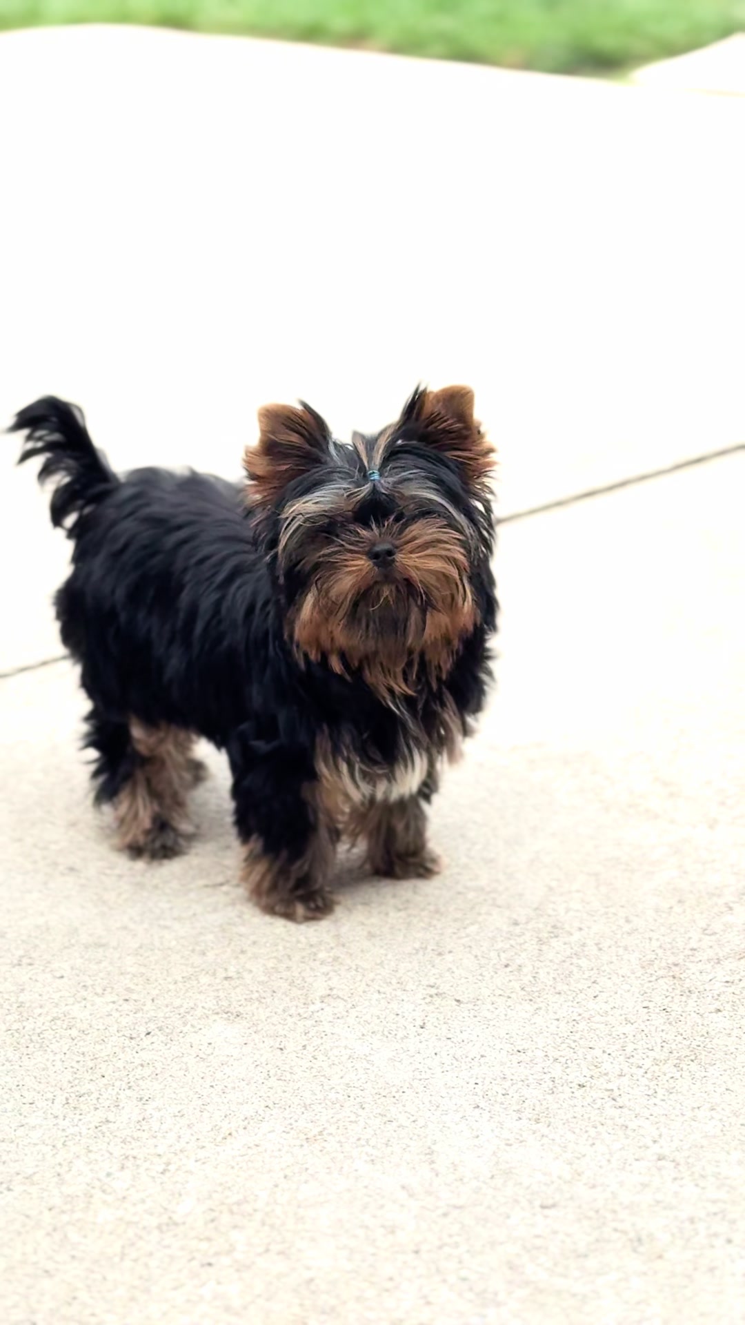 @Kimbrays Yorkies