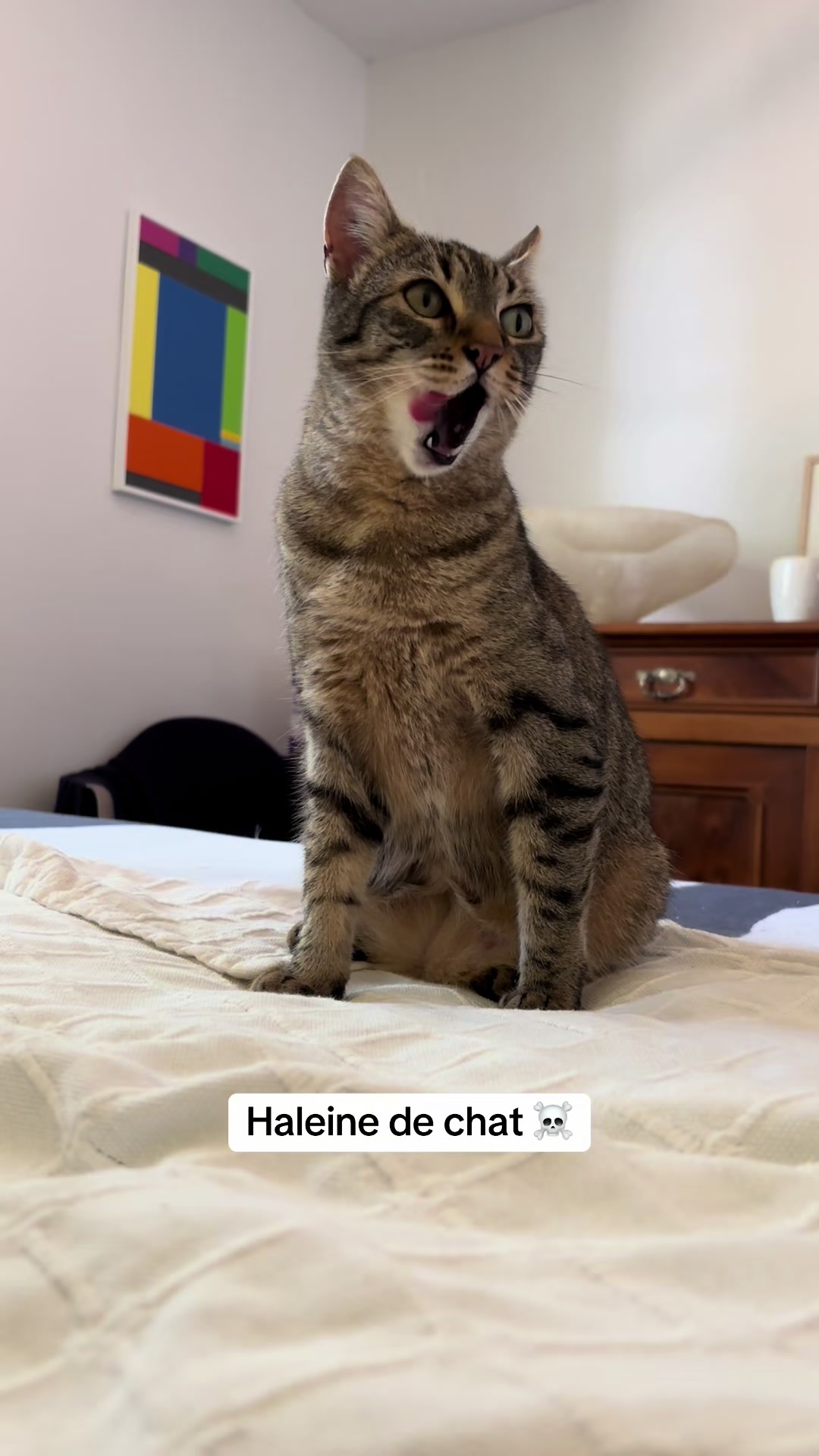 @Bulle la chatte 🐈