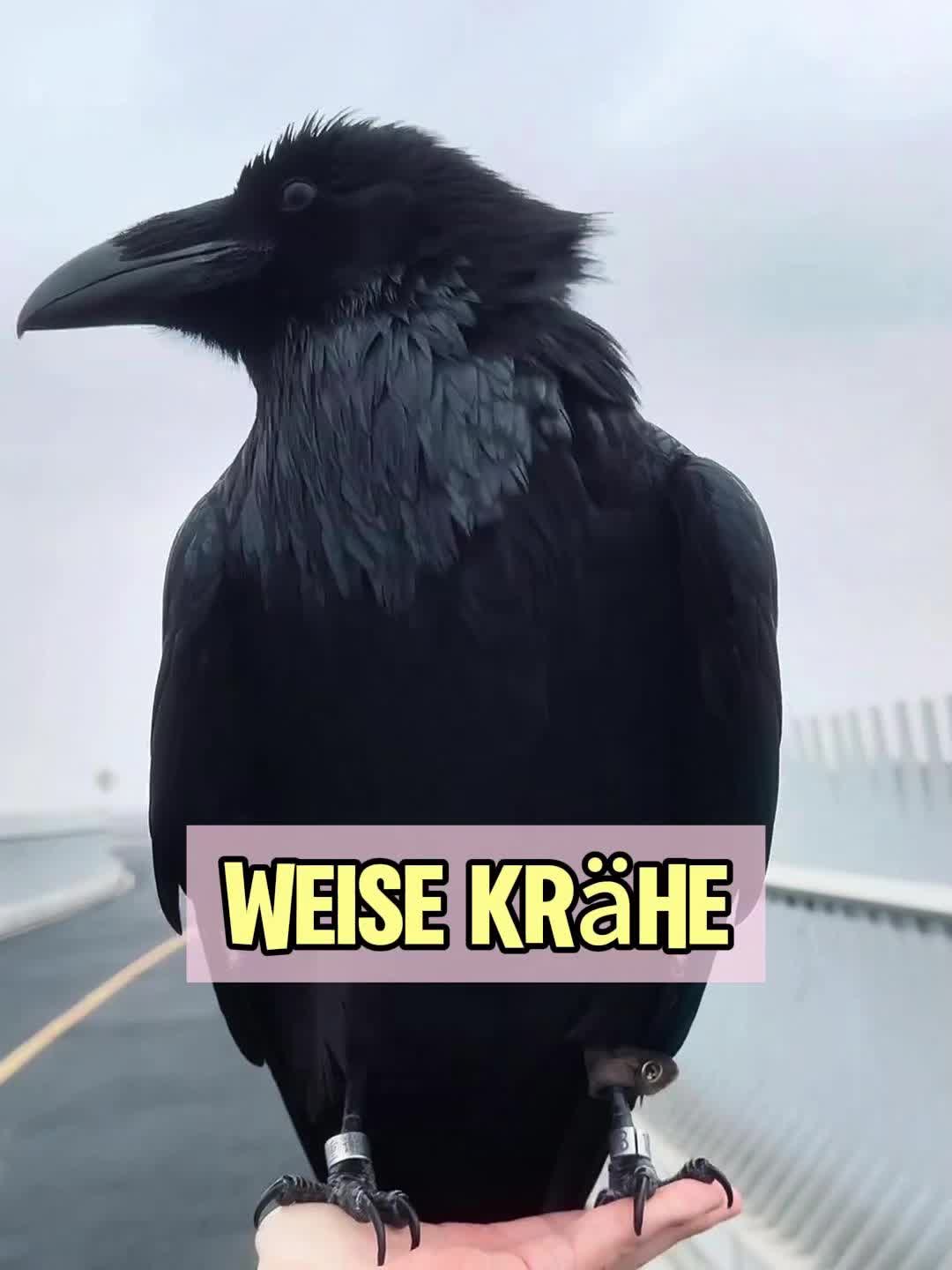 @Geo Tierwelt