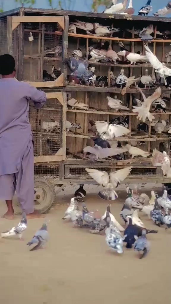@عدیل رحمن لیہ وال کبوتر باز