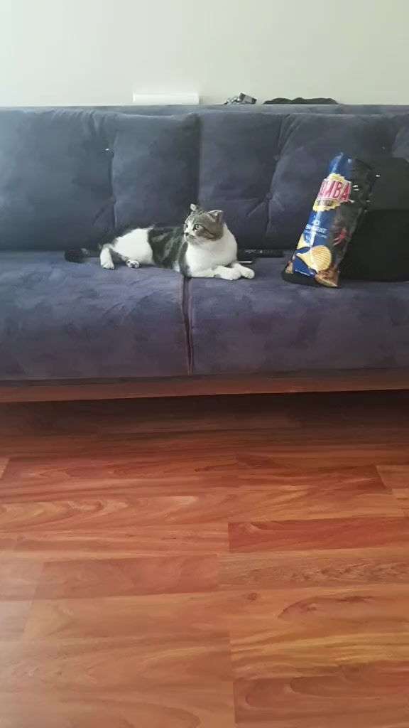 @💞S̴E̴V̴D̴A̴ ̴💞KEDİ💞