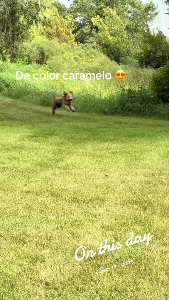 @Reyna y Churro 🐶😍