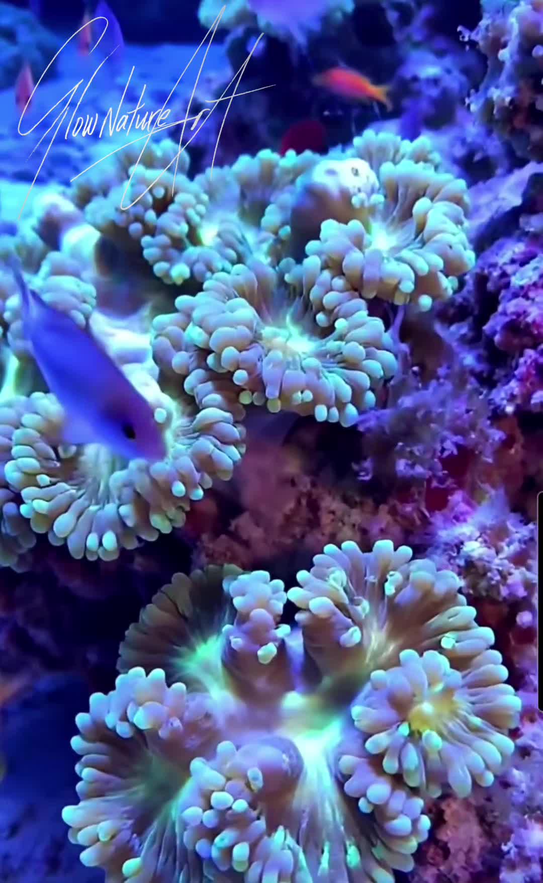 @𝙂𝘭𝒐𝐰𝗡𝐚𝘁𝙪𝐫𝒆𝑨𝗿𝘁 ❀