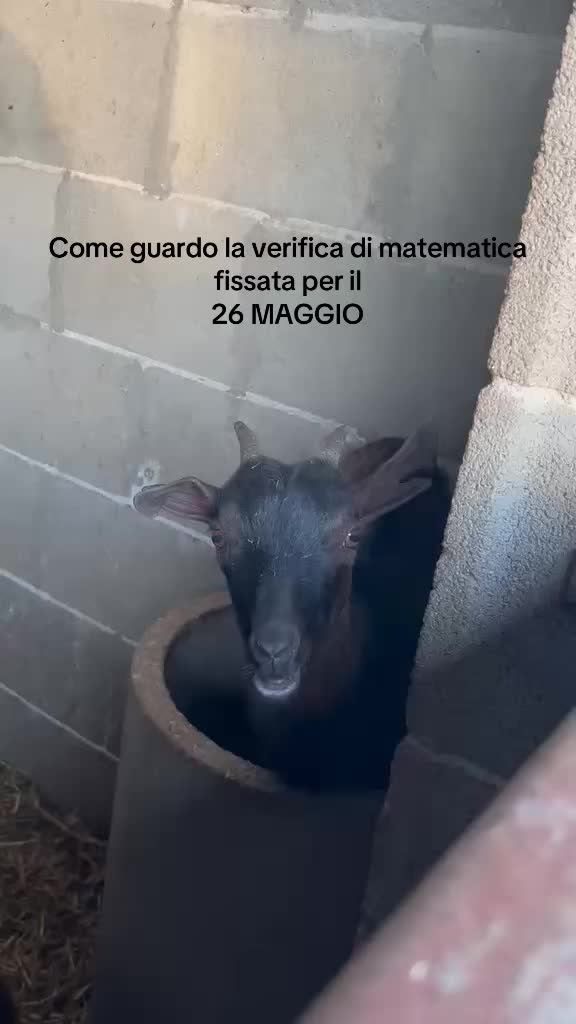@Spammm
