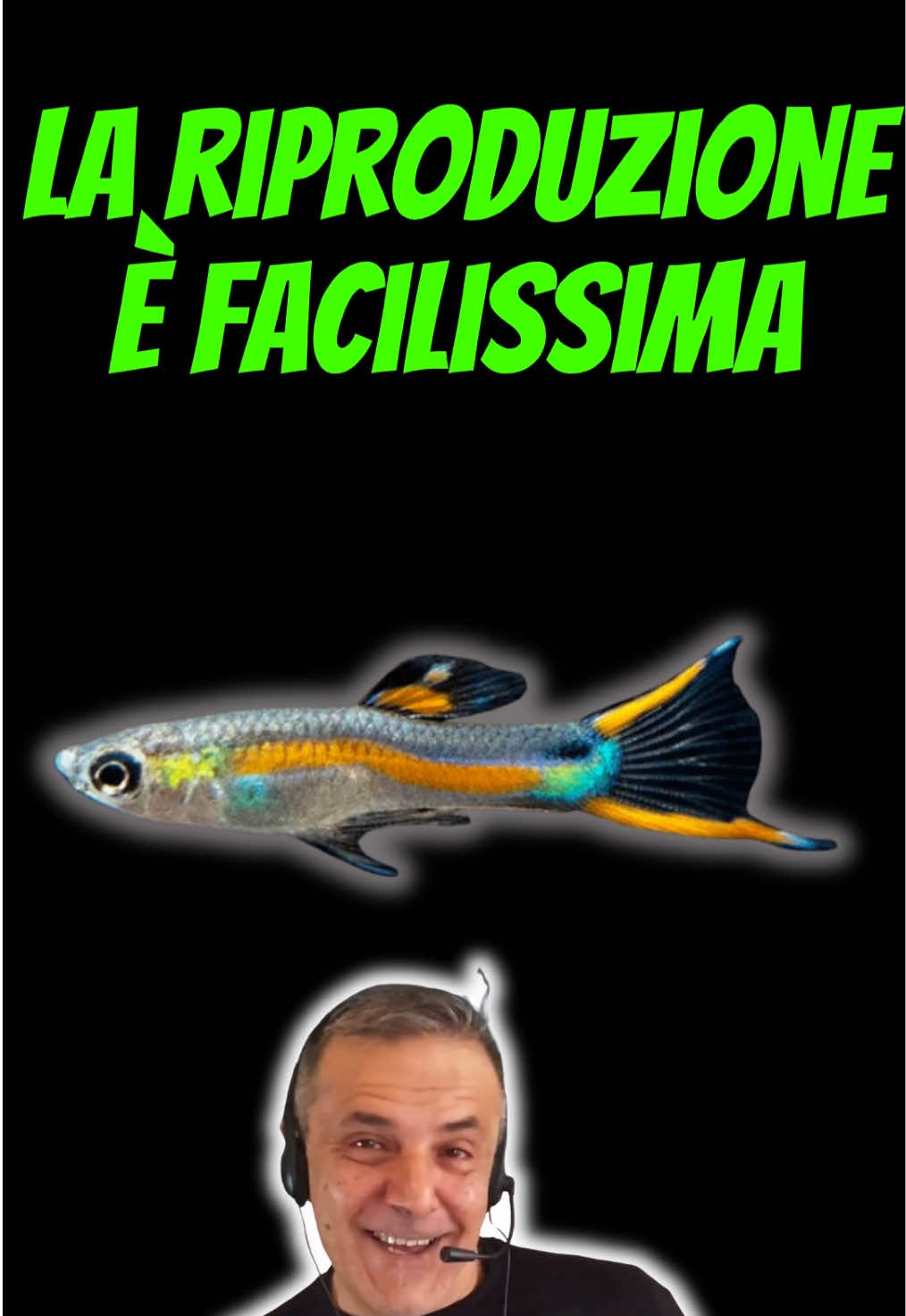 @Fish Ok