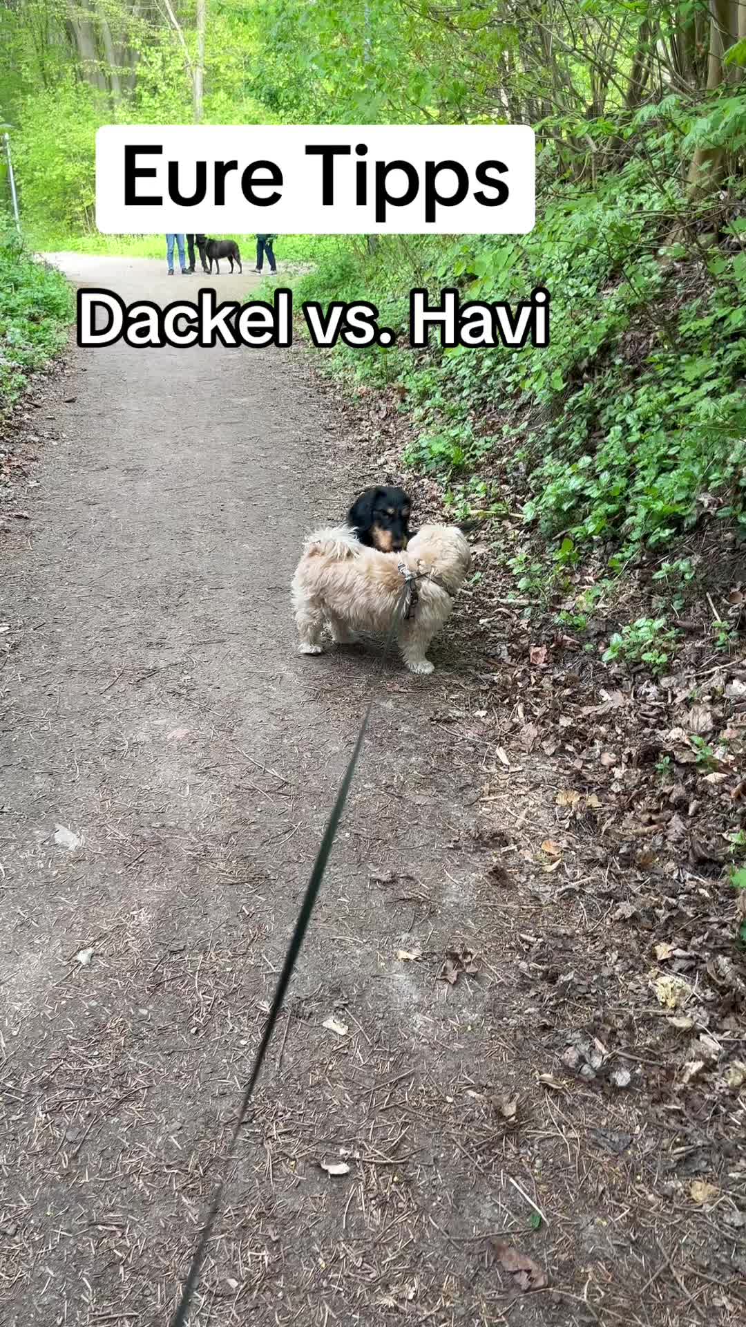 @DogMilow