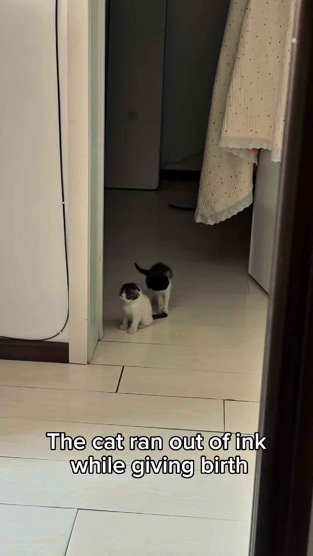 @Cat Lovers Club
