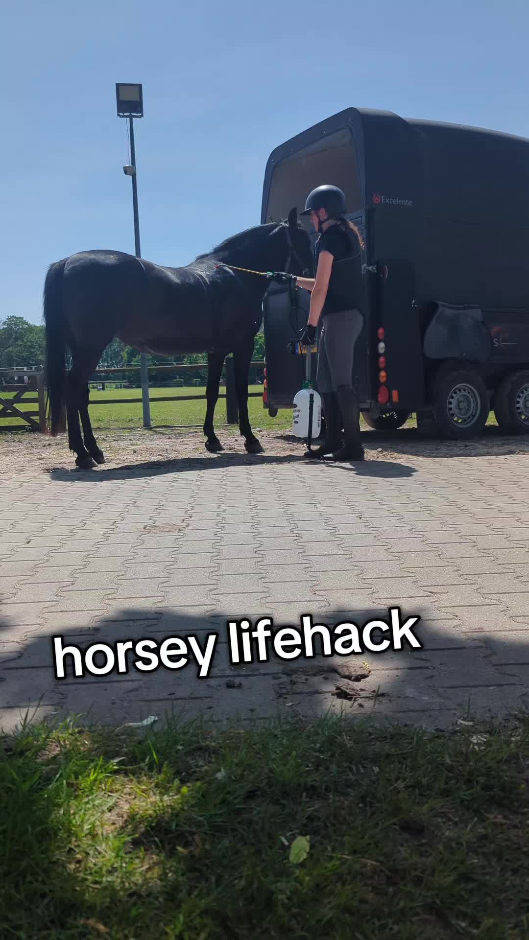@Elegantia Horses