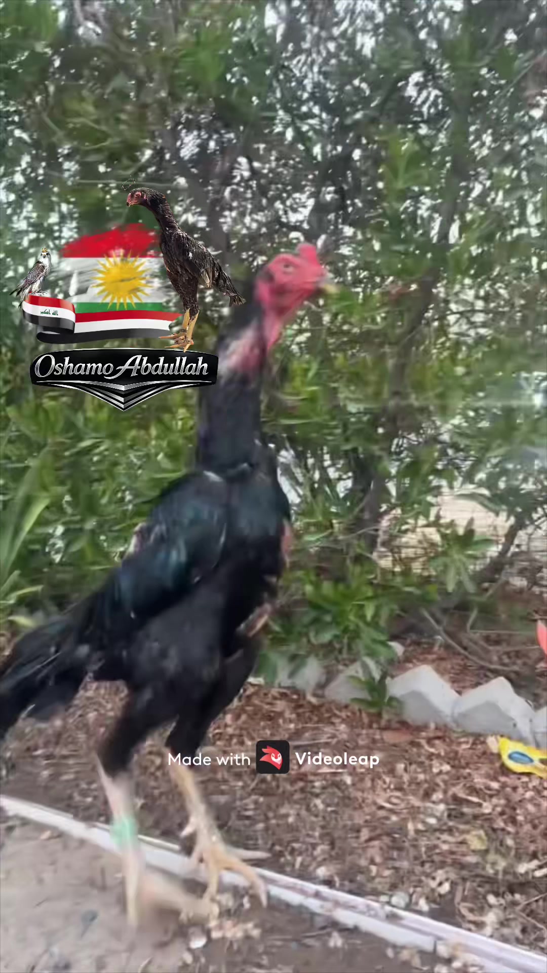 @ئۆشامۆ عبدالله🥇