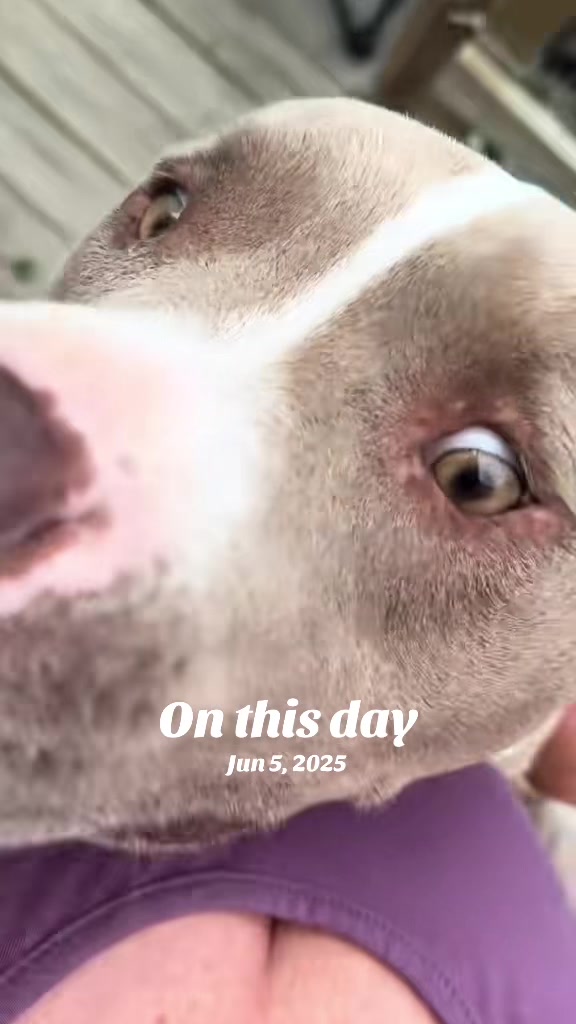 @Pittie Mom
