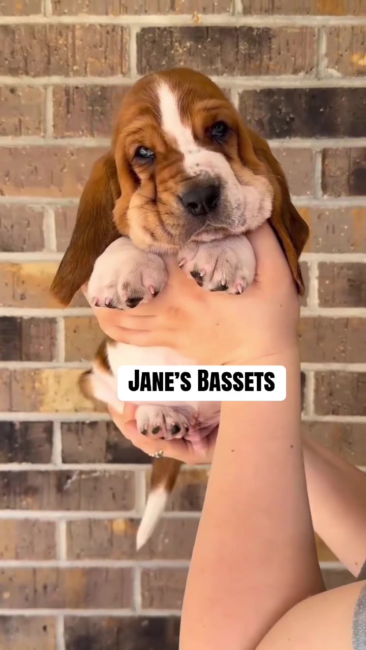@Basset Hound Pups For Adoption