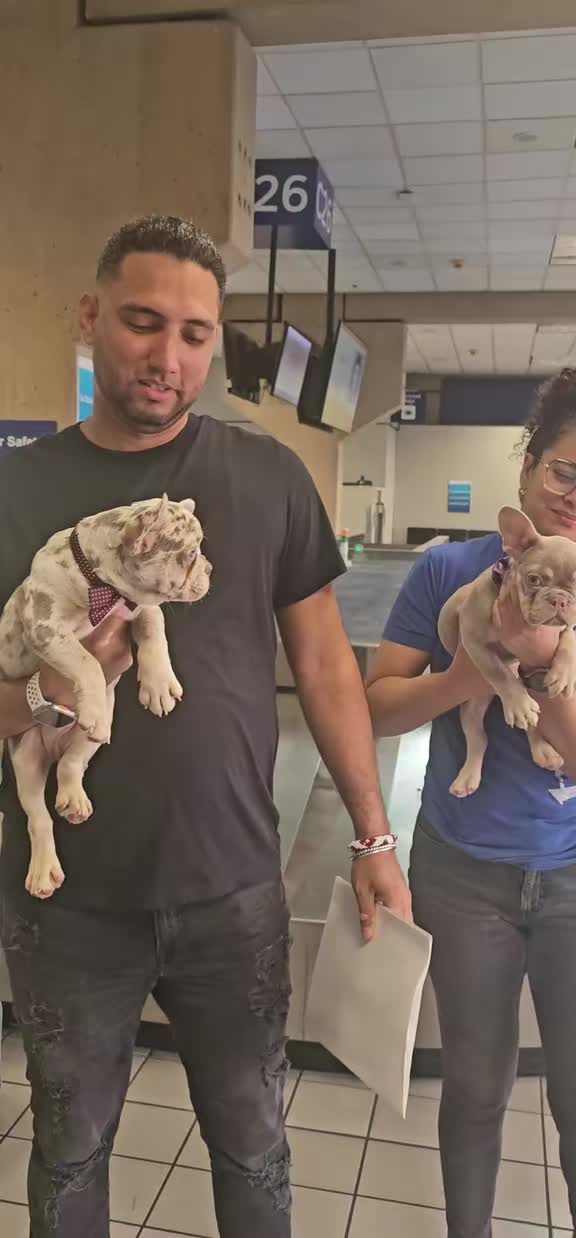 @Tommy_Yari_Frenchie