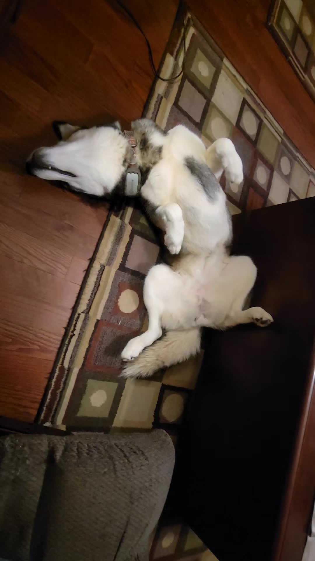 @the Hussey Husky