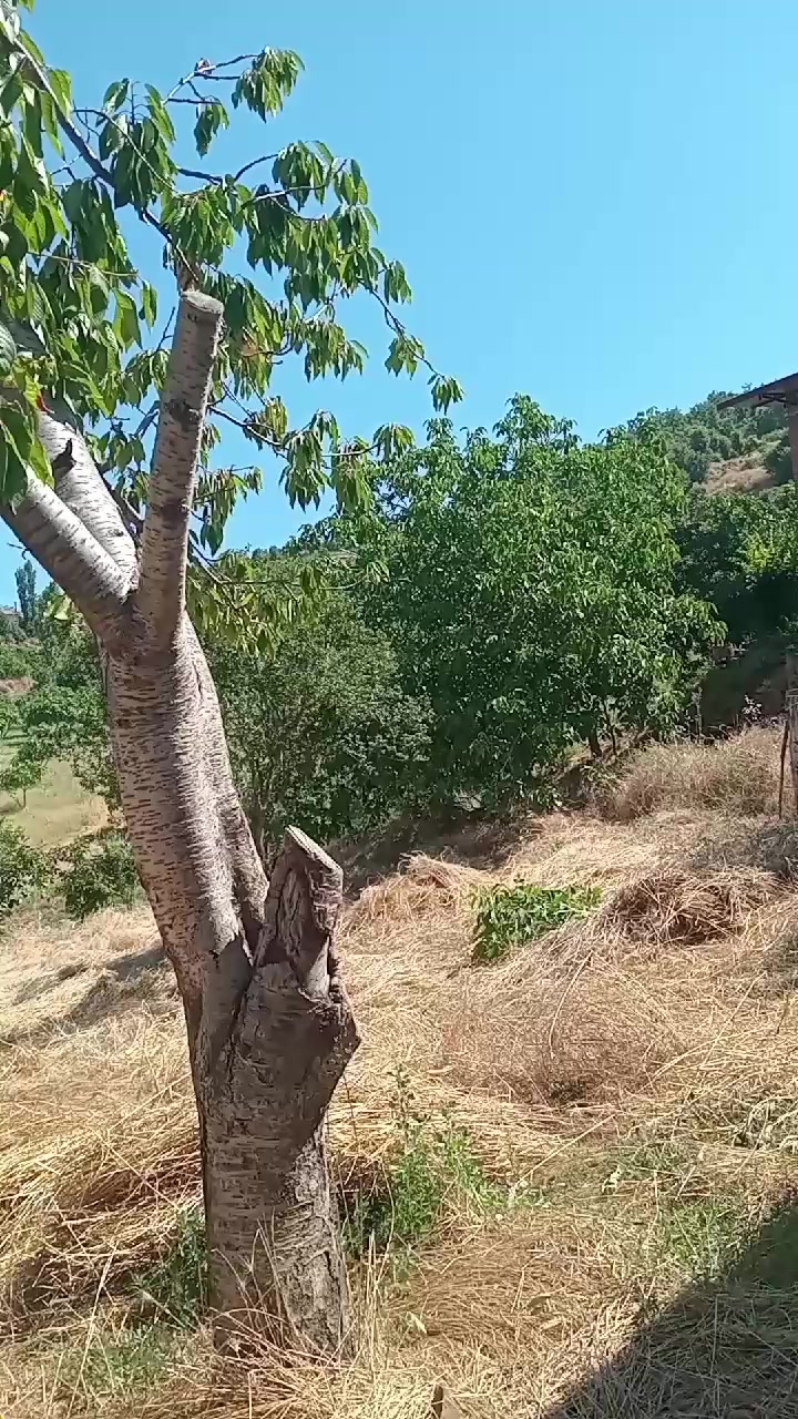 @fadime