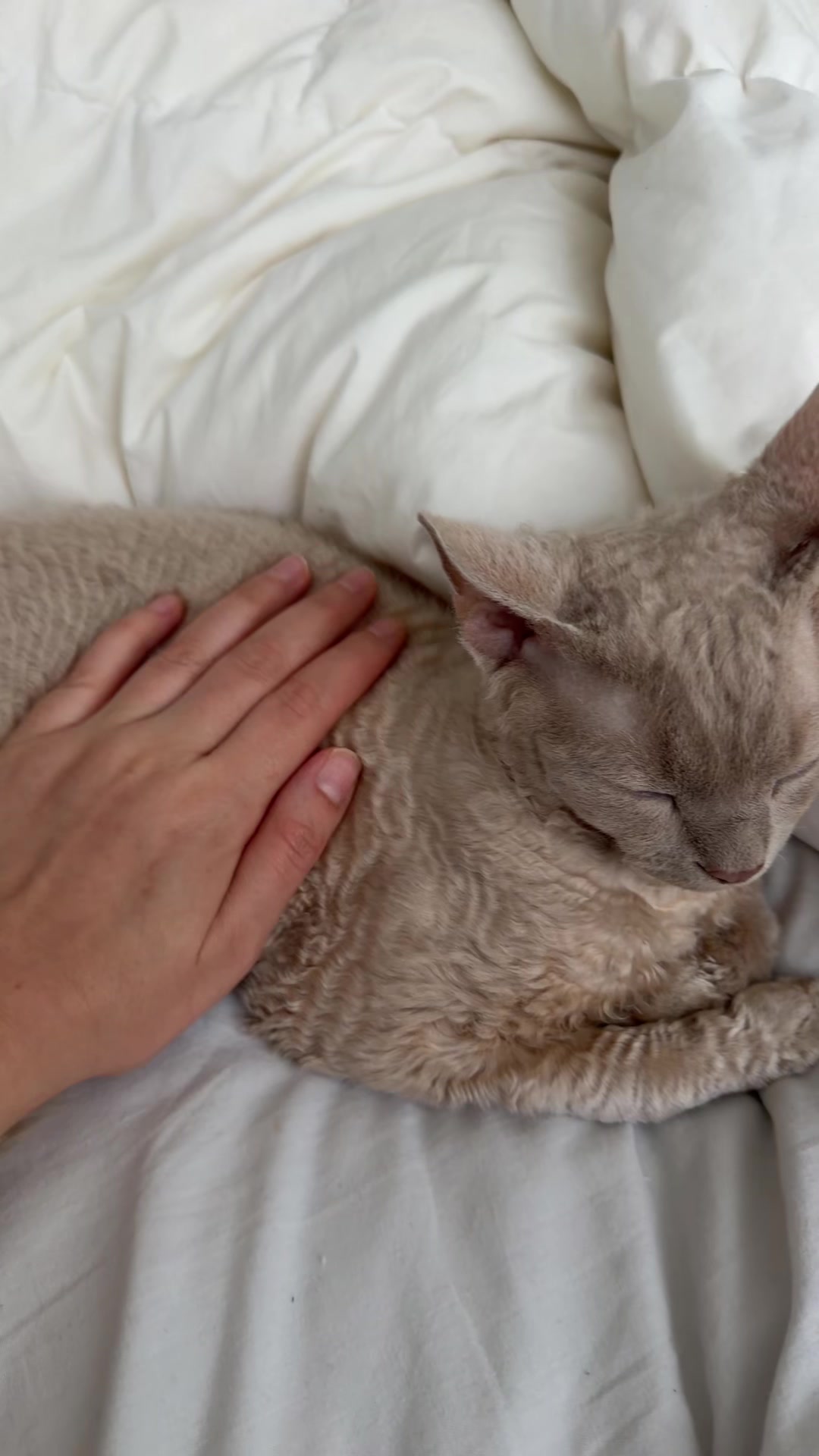 @TugbasCats