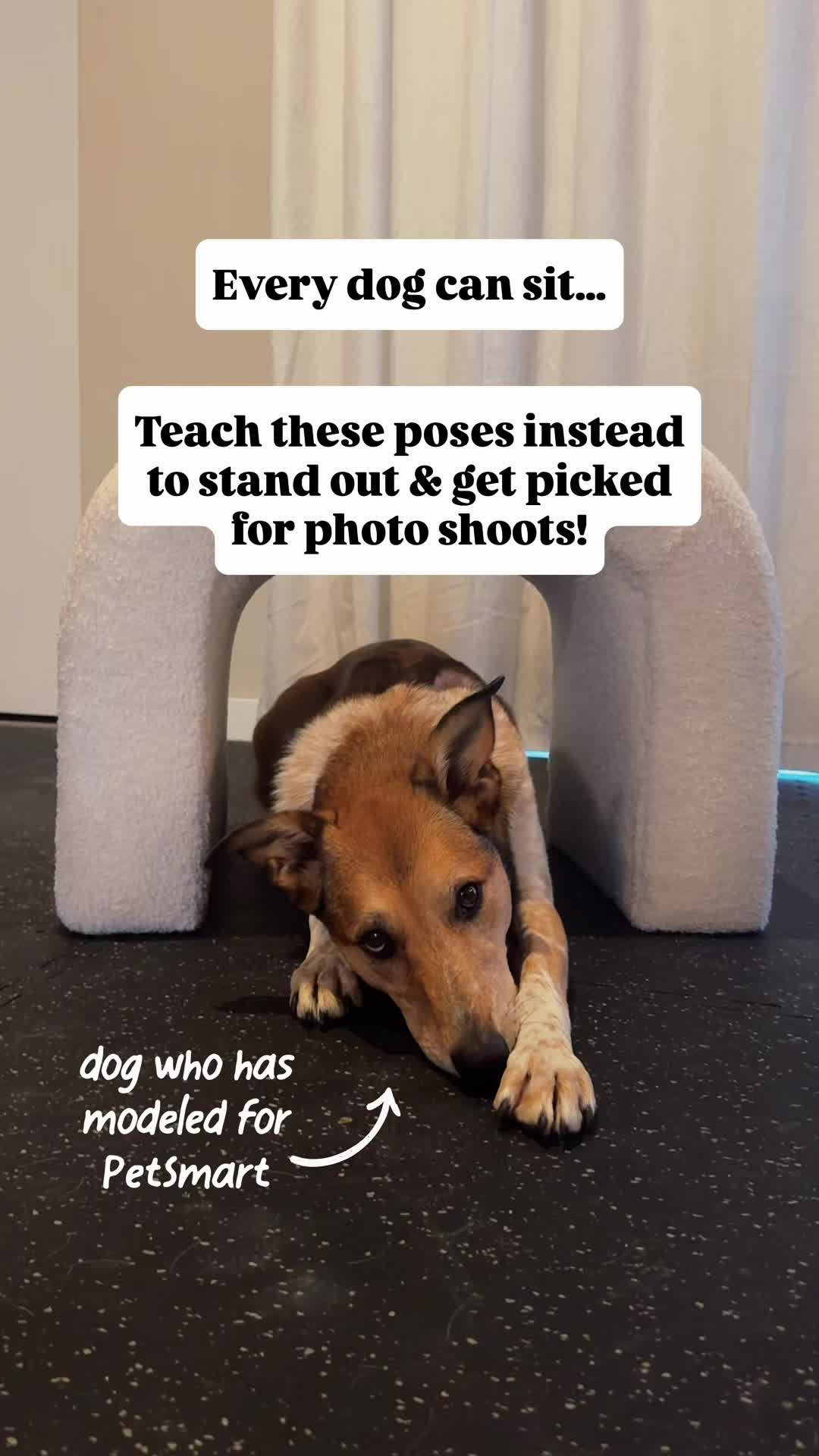@Marissa | Canine Fitness